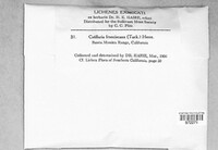Catillaria franciscana image